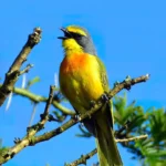 Rare Birds in the Rift Valley Region