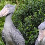 Shoebill Tracking on Lake Albert Delta