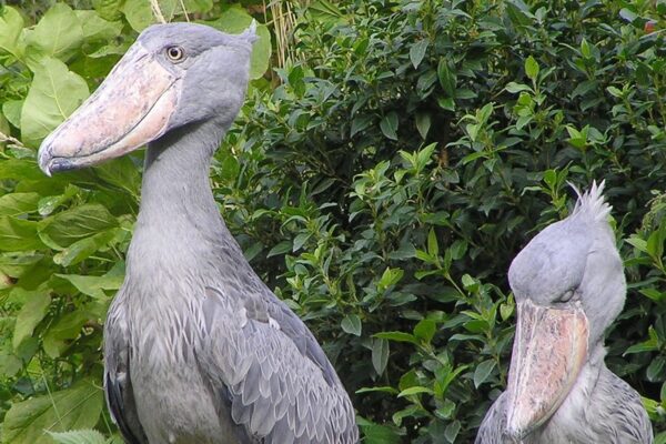 Shoebill Tracking on Lake Albert Delta