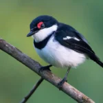 Prepare For the Birding Safari in Rwanda