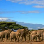 Kilimanjaro Safari Experience on Tanzania Safari Tour