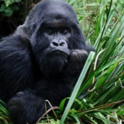 4 Days Uganda Gorilla Trekking Safari