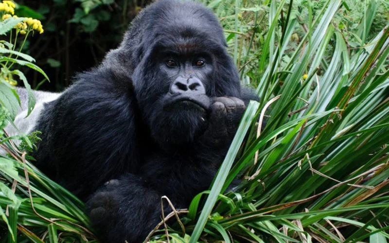 4 Days Uganda Gorilla Trekking Safari