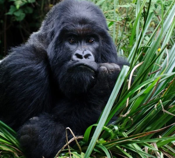Uganda Primate Tours