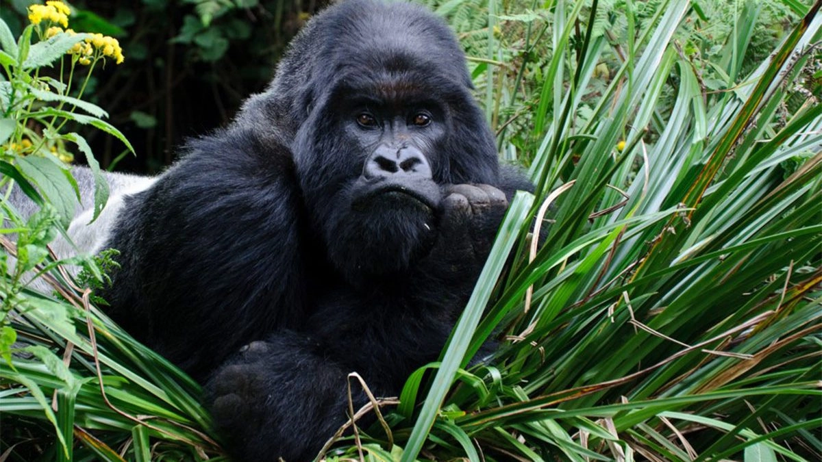Gorilla Trekking Safari Experience