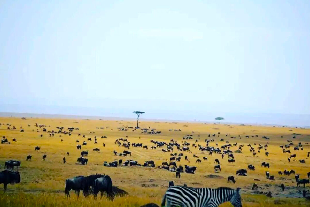 Africa Safari Experiences