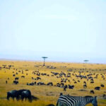 Africa Safari Experiences