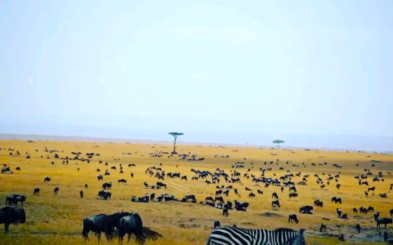 Africa Safari Experiences