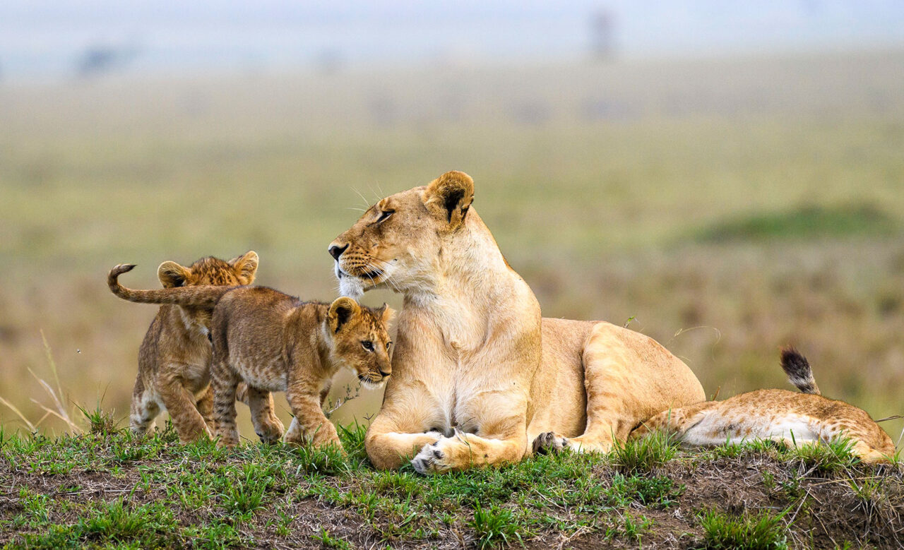 Africa Wildlife Safari Experiences