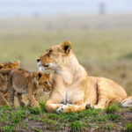 Africa Wildlife Safari Experiences