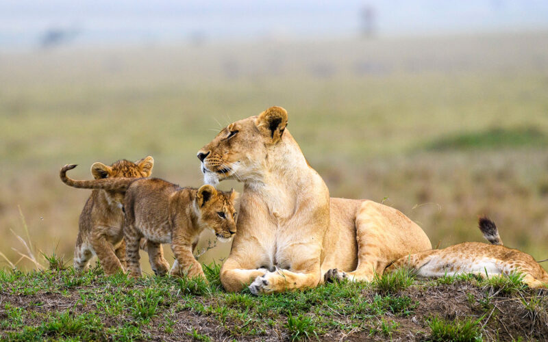Africa Wildlife Safari Experiences