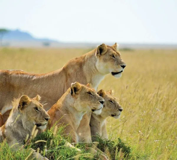 9 Days Highlights of Rwanda Safari