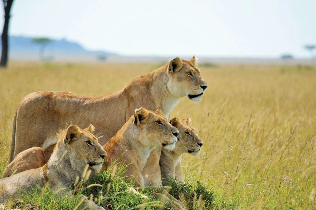 Rwanda Safari Packages 