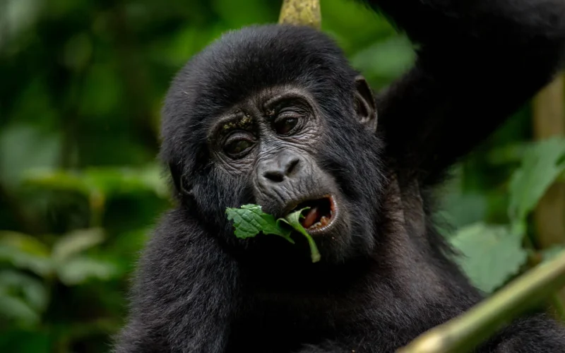 16 Days Kenya Uganda Rwanda Safari Adventure