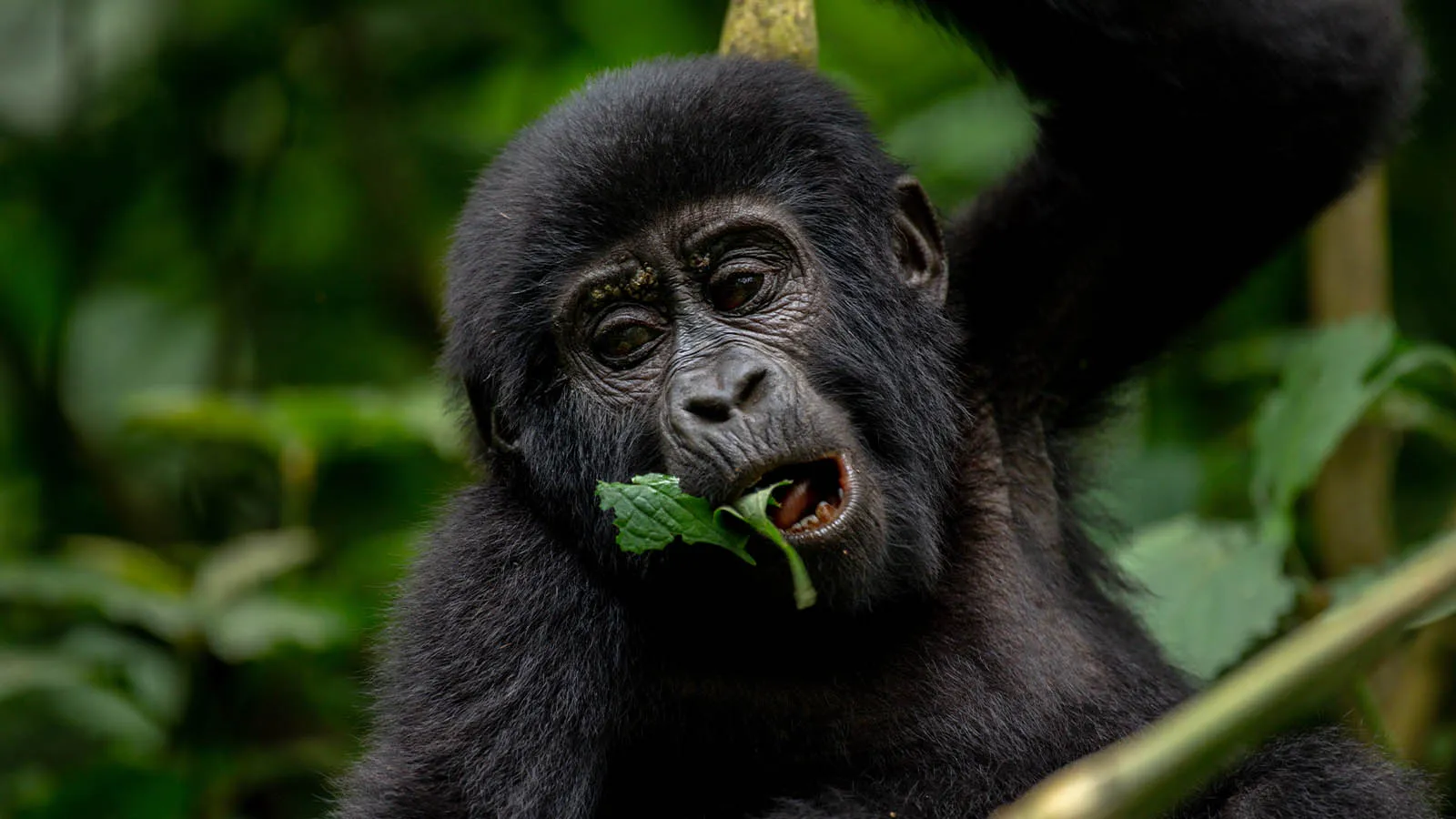 Uganda Gorilla Trekking Safari