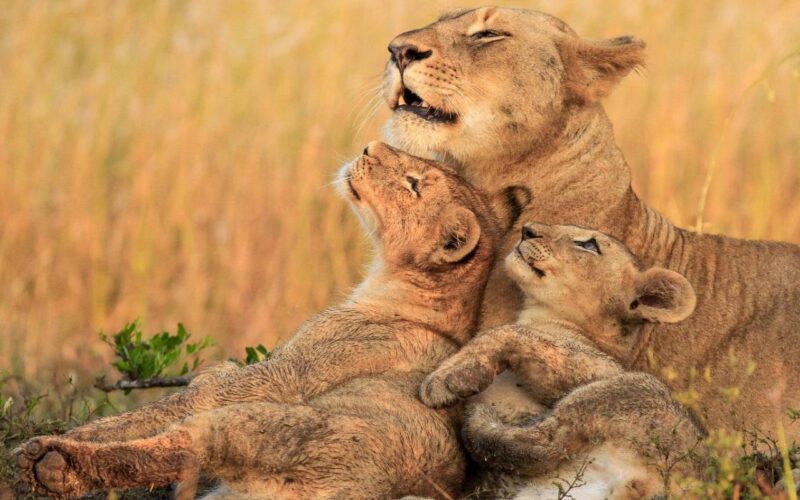 8-Day Uganda Wildlife Safari Experience