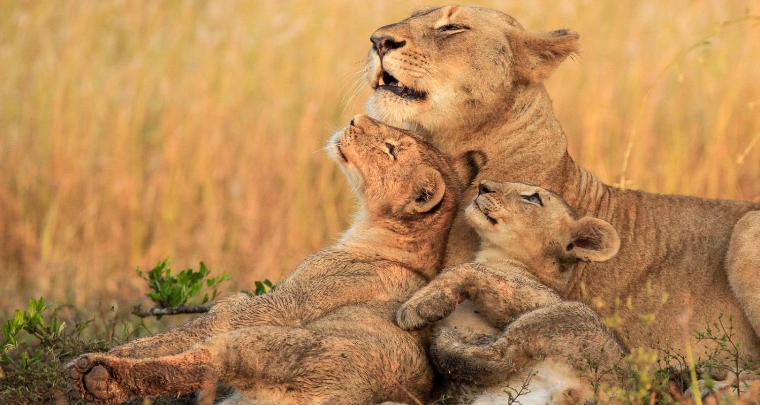 Uganda Safari Packages