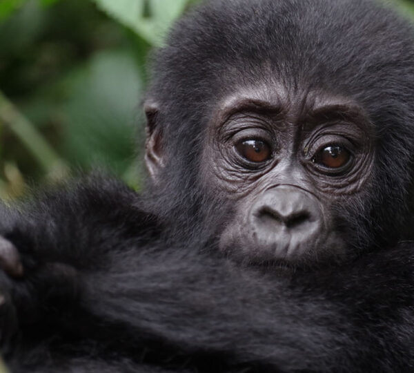 Where to Go for Gorilla Trekking in Africa?