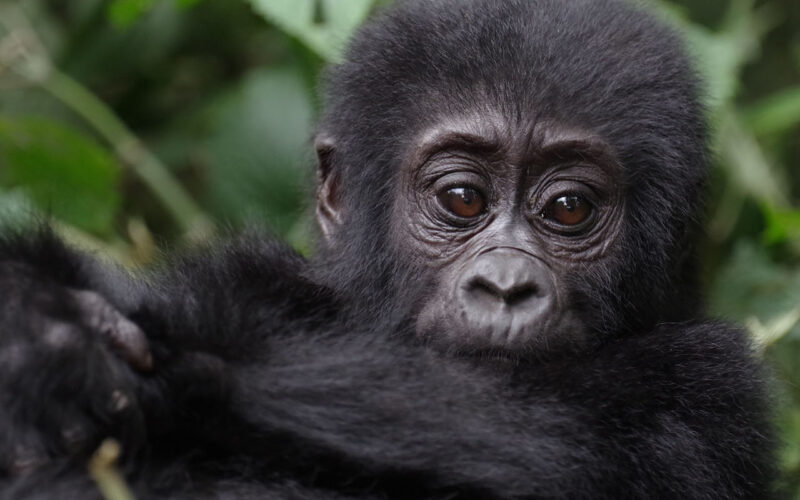 10-Day Uganda Gorilla Habituation Safari