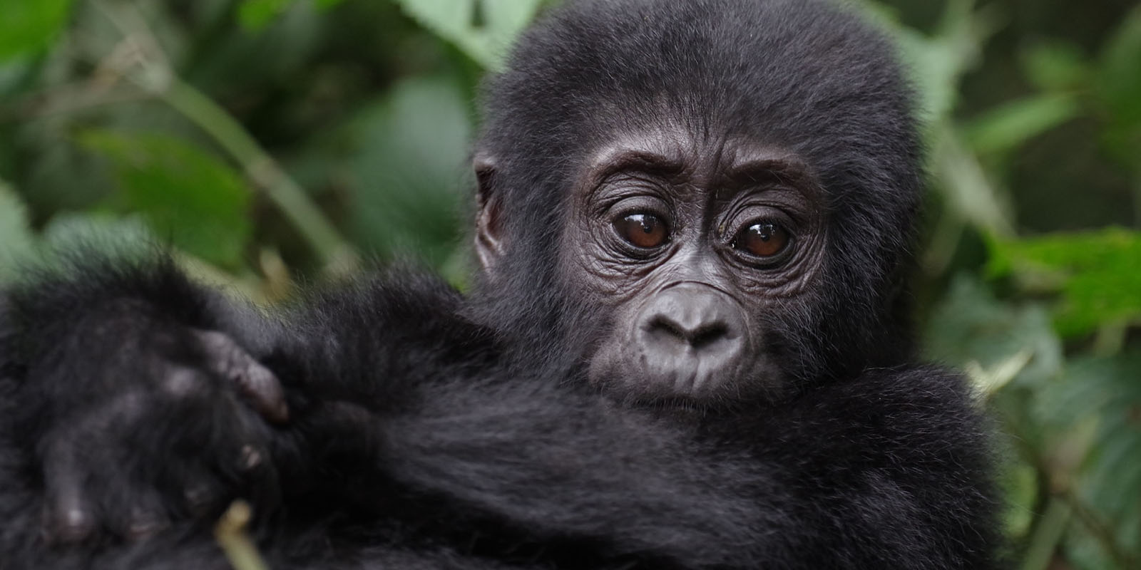 10-Day Uganda Gorilla Habituation Safari