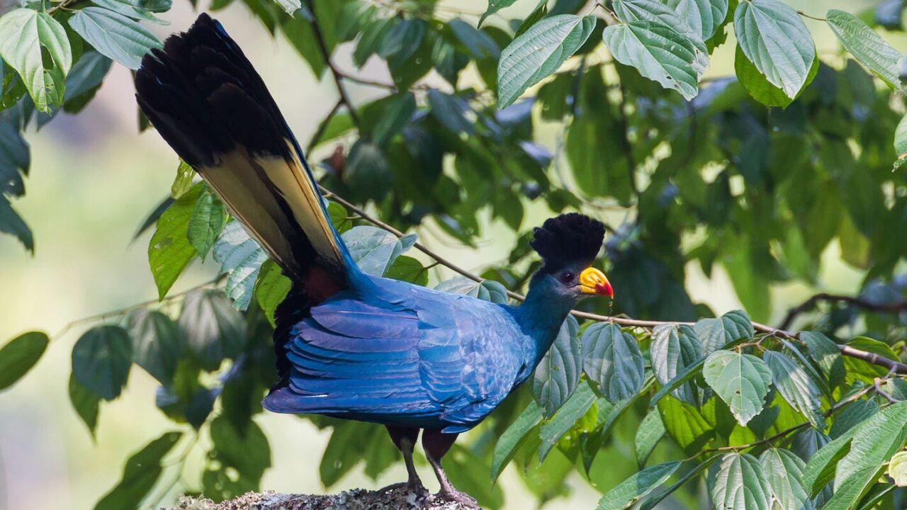 Birding in Echuya Forest Reserve
