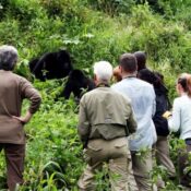 5-Day Rwanda BIG APES Safari