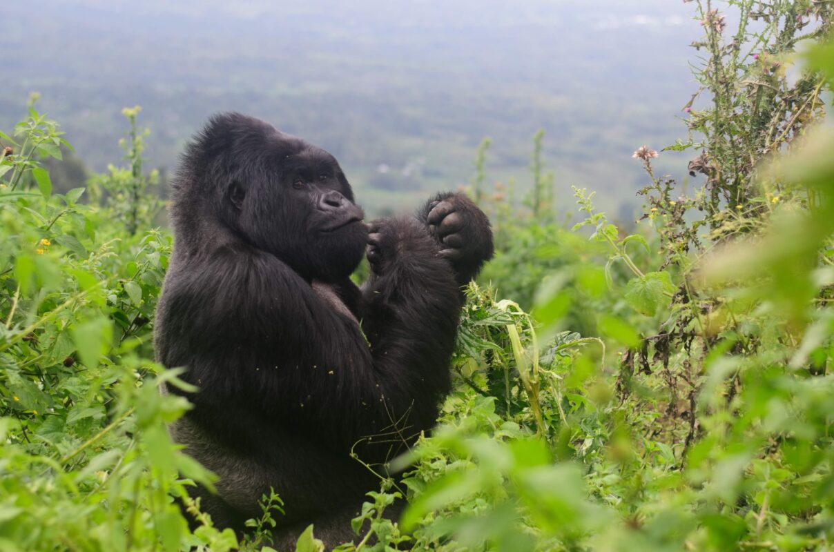 What is Known Most About Volcanoes National Park in Rwanda?