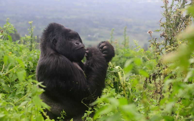 Uganda Safari Packages