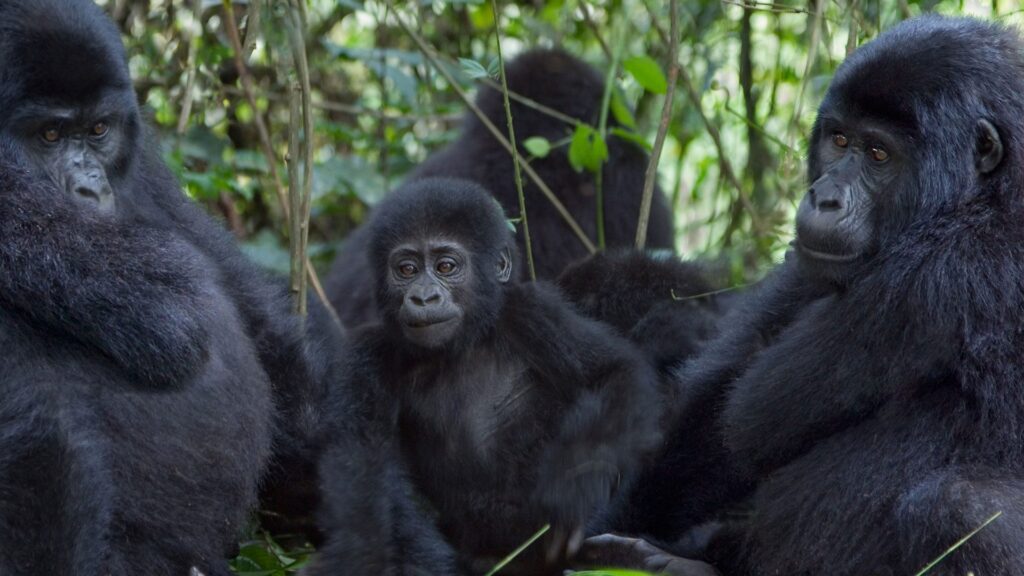 Uganda Gorilla Trekking in Buhoma Sector