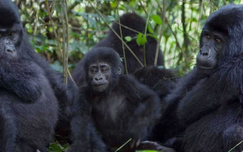 Uganda Gorilla Trekking in Buhoma Sector