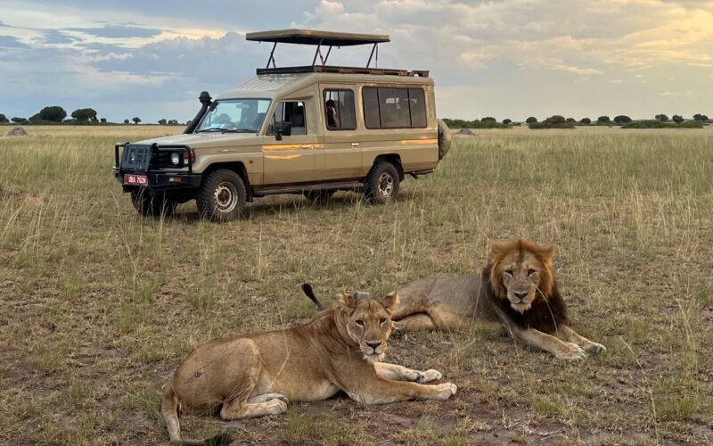 10 Days Uganda Big Game Drives, Chimpanzee Tracking, and Gorilla Trekking Safari offers an immersive experience that showcases the best of Uganda's remarkable wildlife. This meticulously planned itinerary, designed by Renai Venture Safaris, combines thrilling game drives, exciting wildlife tracking, and enriching cultural interactions, all set against the backdrop of some of Uganda’s most famous national parks.