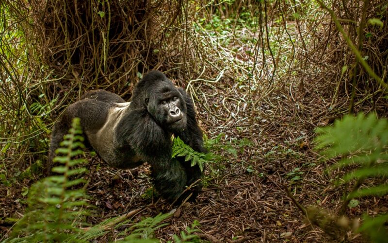 15-Day Uganda Gorilla Habituation Safari