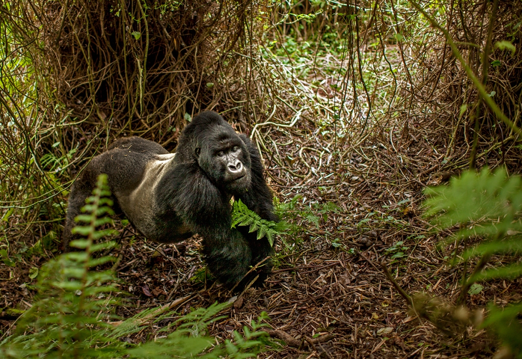 Gorilla Trekking Safari Experience