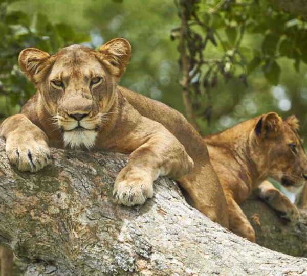 Best Destinations to See Lions in East Africa