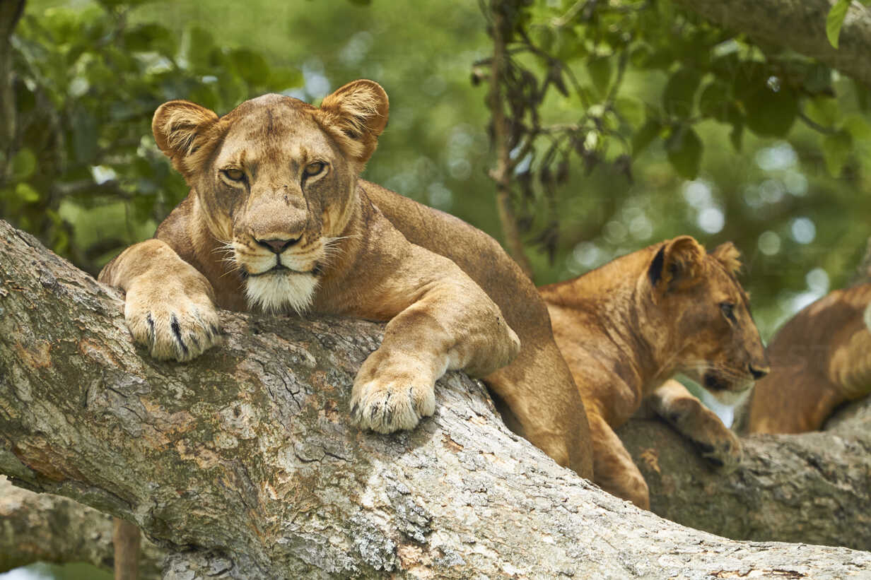 5 Days Queen Elizabeth National Park Uganda Safari