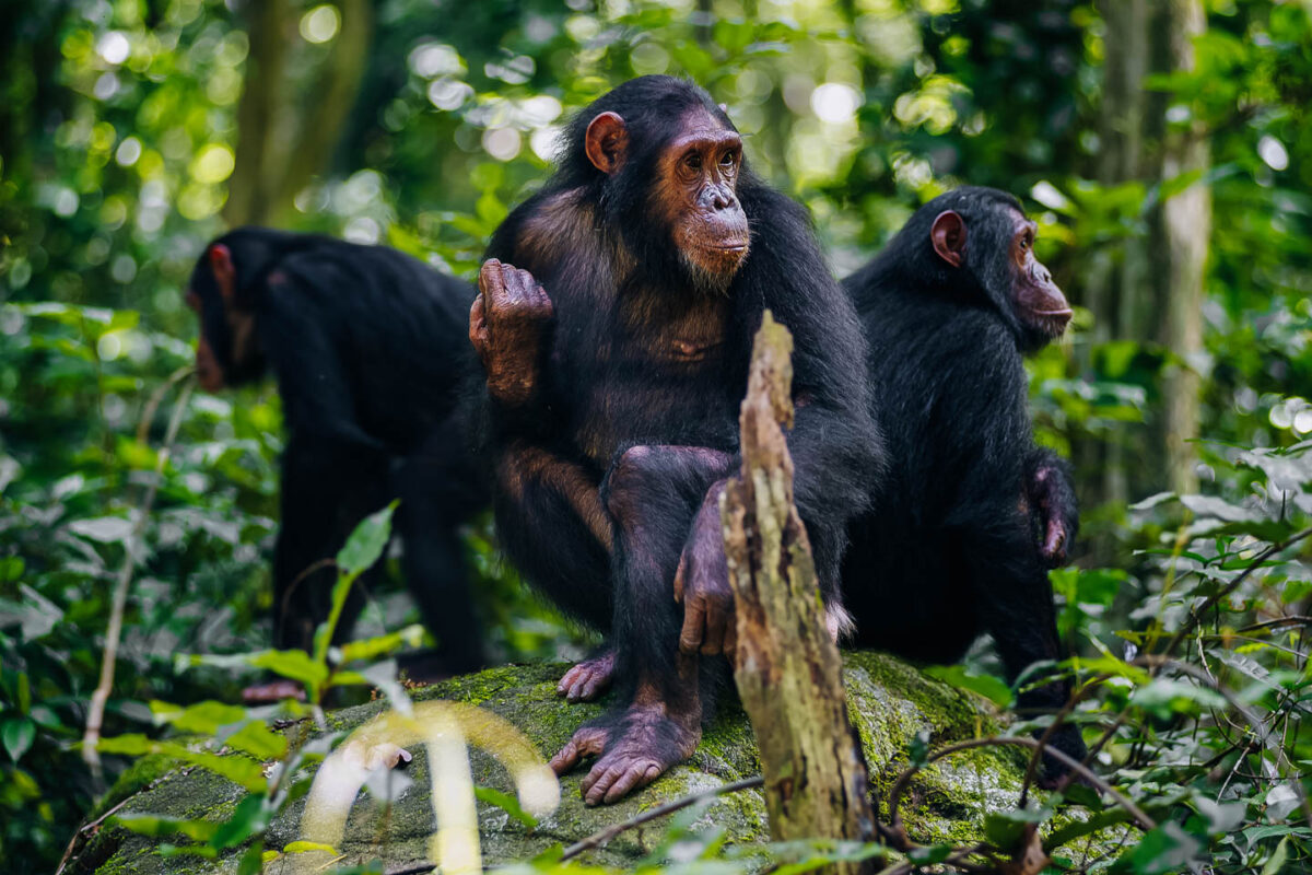 Is Chimpanzee Trekking Safe?