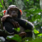 What is Chimpanzee Trekking?