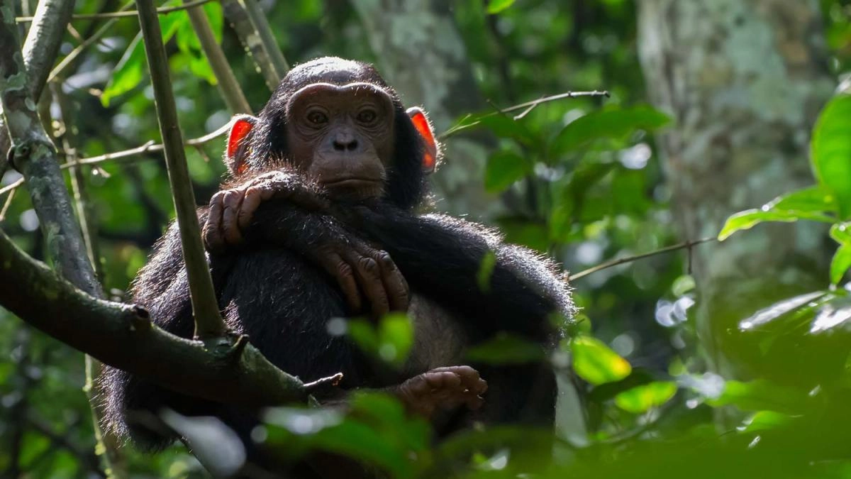 What is Chimpanzee Trekking?