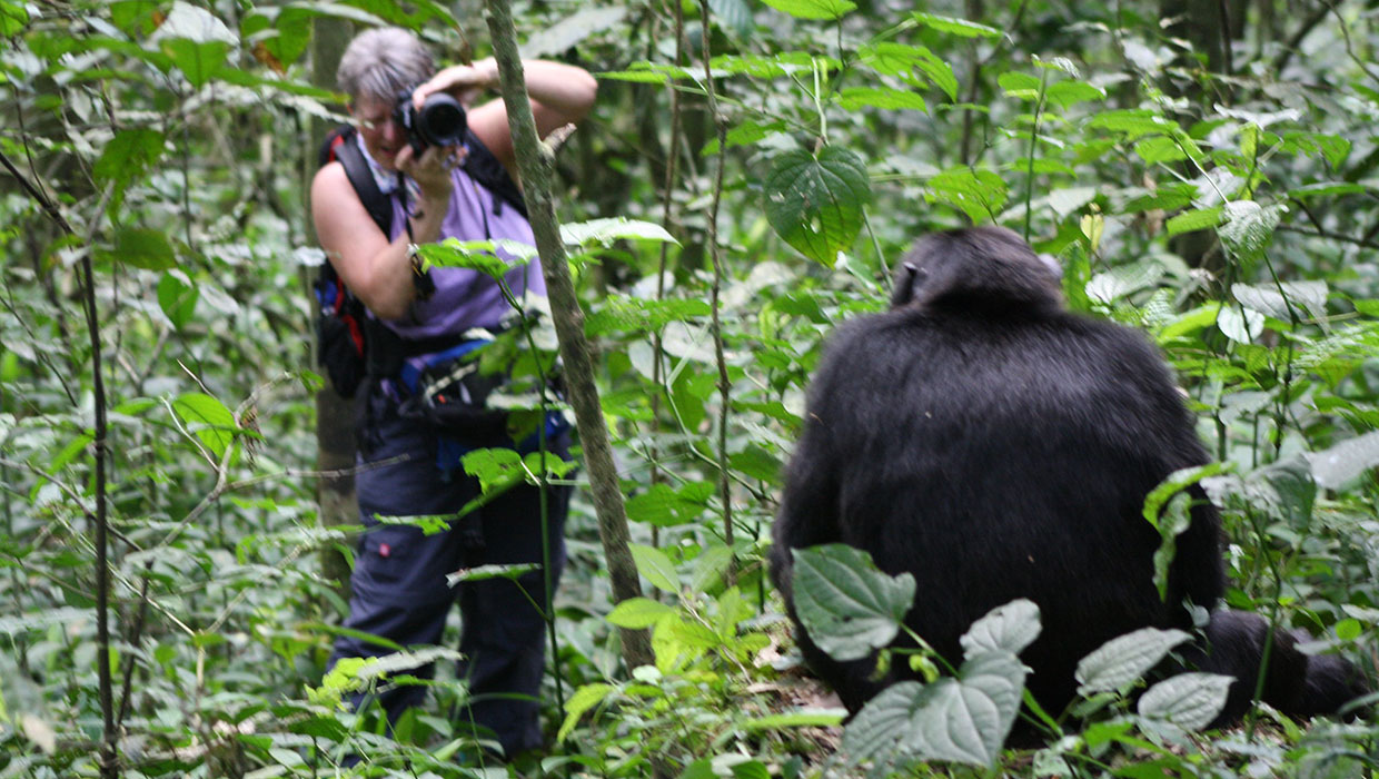 Where is the Best Place for Chimpanzee Trekking?