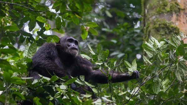 What Is the Main Attraction in Kibale National Park?