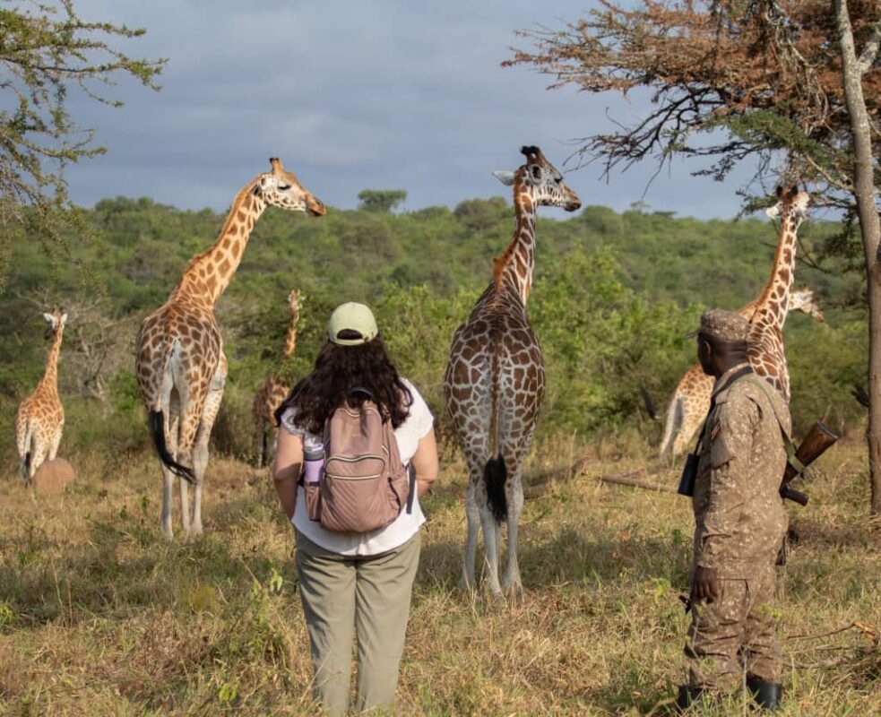 Are Armed Rangers Available During Walking Safaris in Uganda?
