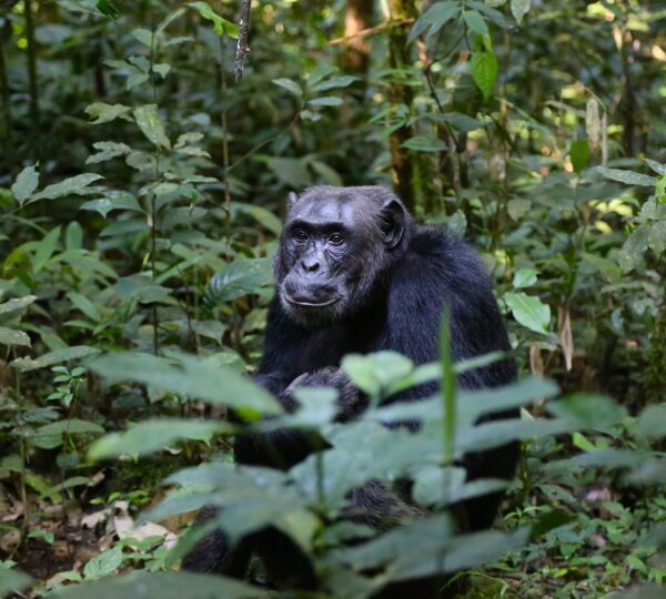 12 Days Uganda Safari