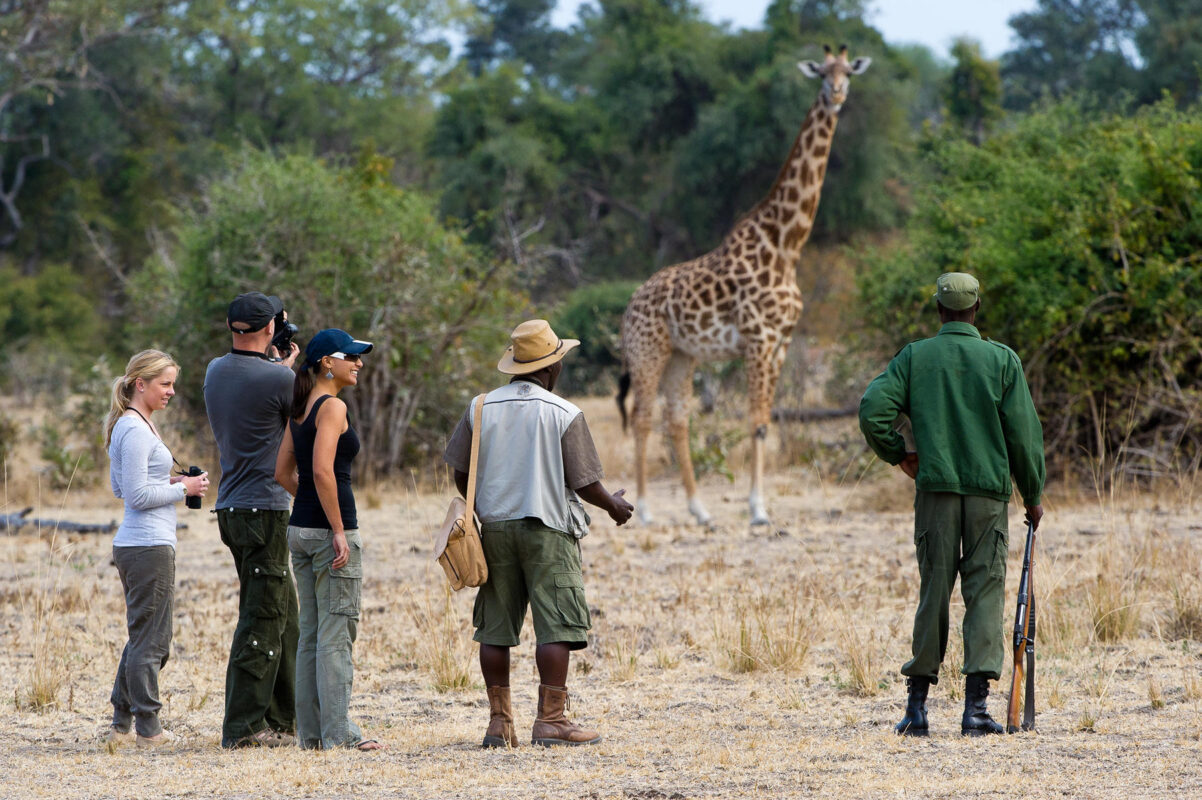 How Close Can I Get to Wildlife on a Walking Safari?