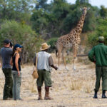 How Close Can I Get to Wildlife on a Walking Safari?