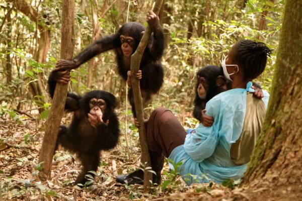 How Close Can I Get to the Chimpanzees?