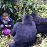 How Close Can I Get to the Gorillas During a Gorilla Trekking Experience?