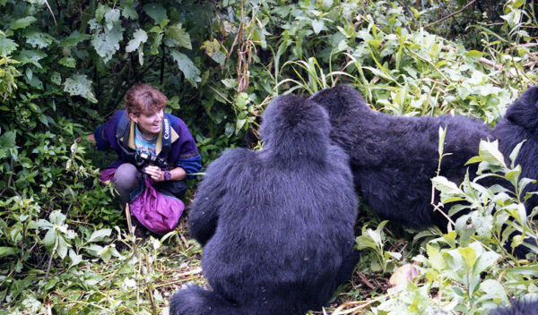 How Close Can I Get to the Gorillas During a Gorilla Trekking Experience?