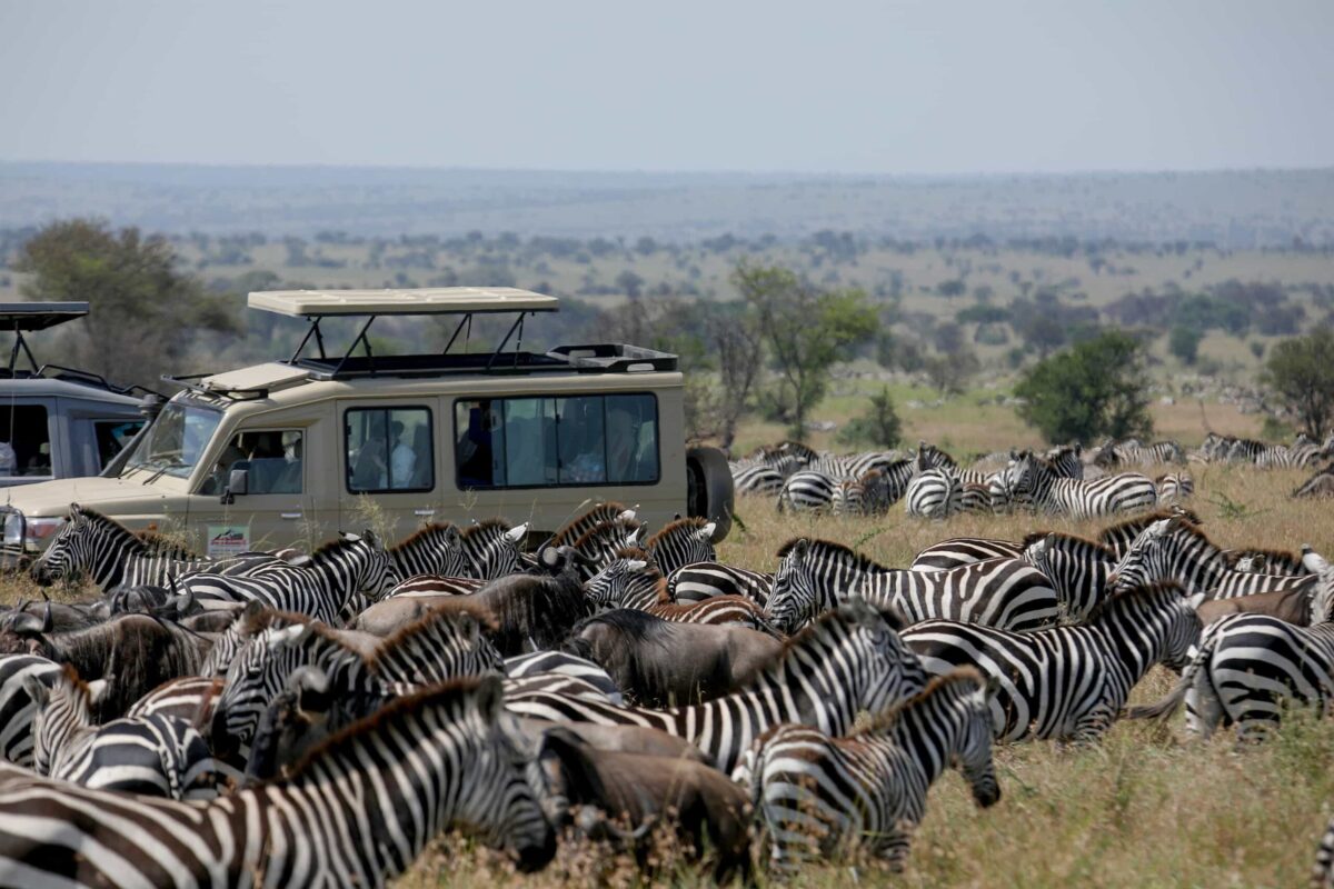 How Crowded Are the Parks During Peak Migration Season?