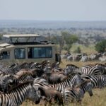 How Crowded Are the Parks During Peak Migration Season?