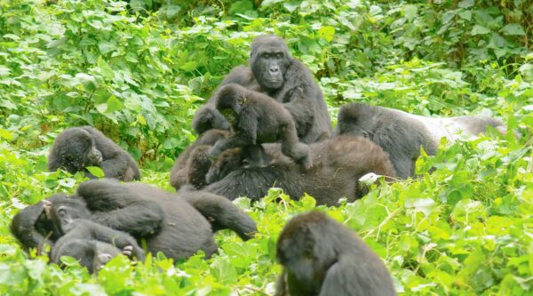 How Difficult is Gorilla Trekking in Bwindi Impenetrable Forest?